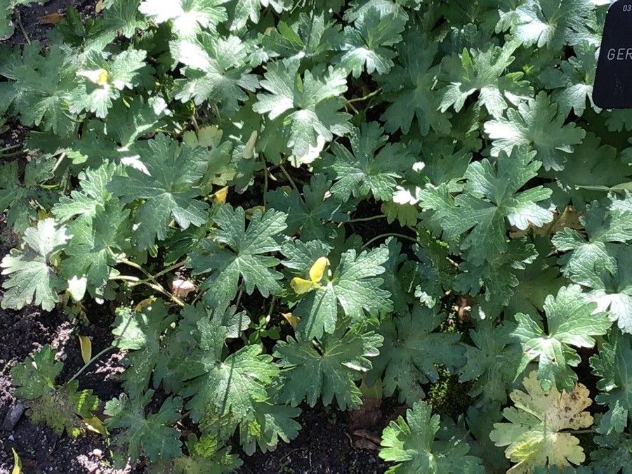Geranium platypetalum leaf