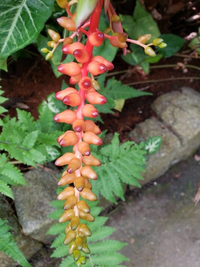 Aechmea warasii fruit