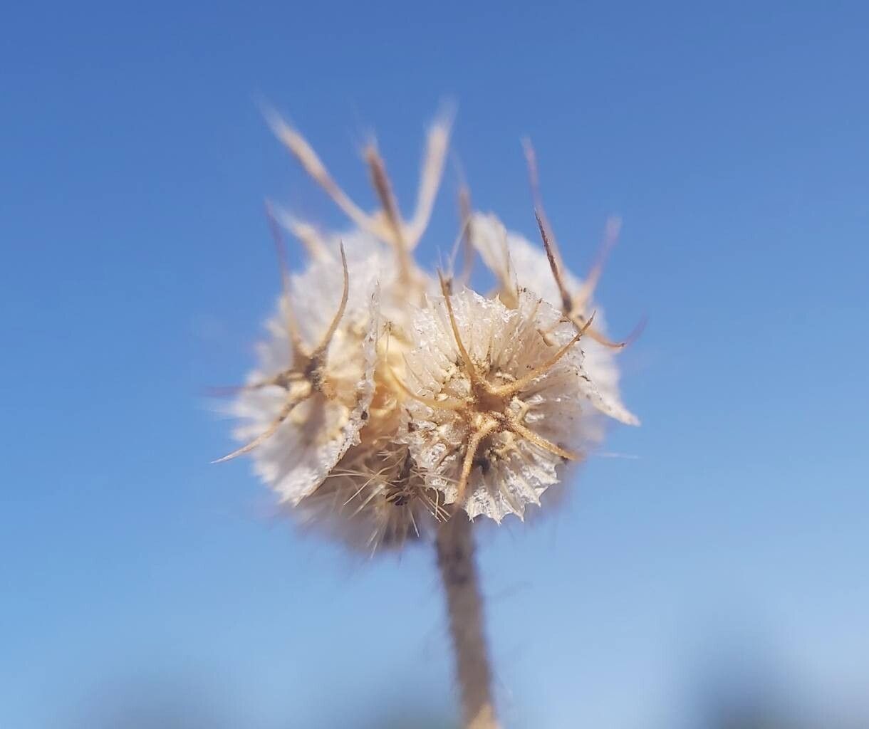 Lomelosia micrantha fruit