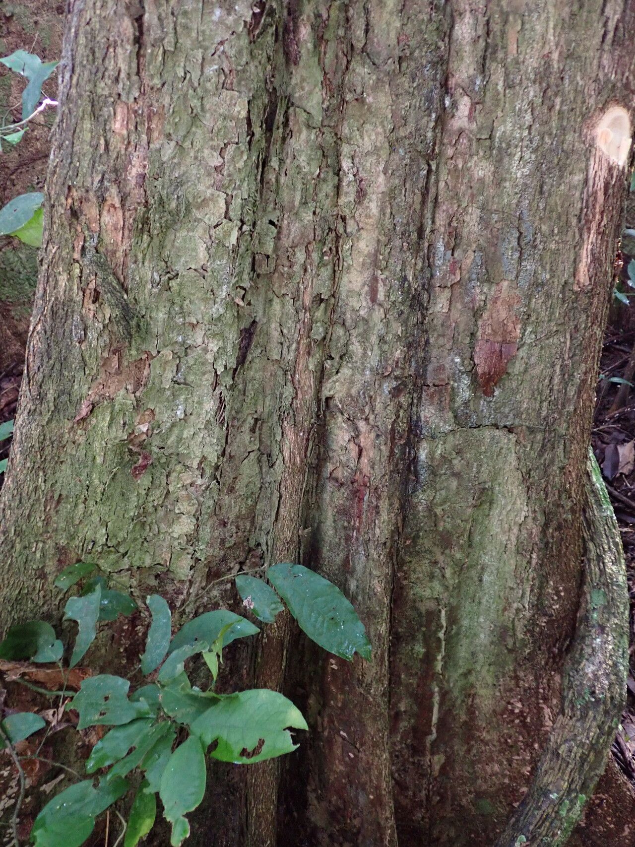 Pouteria alnifolia bark
