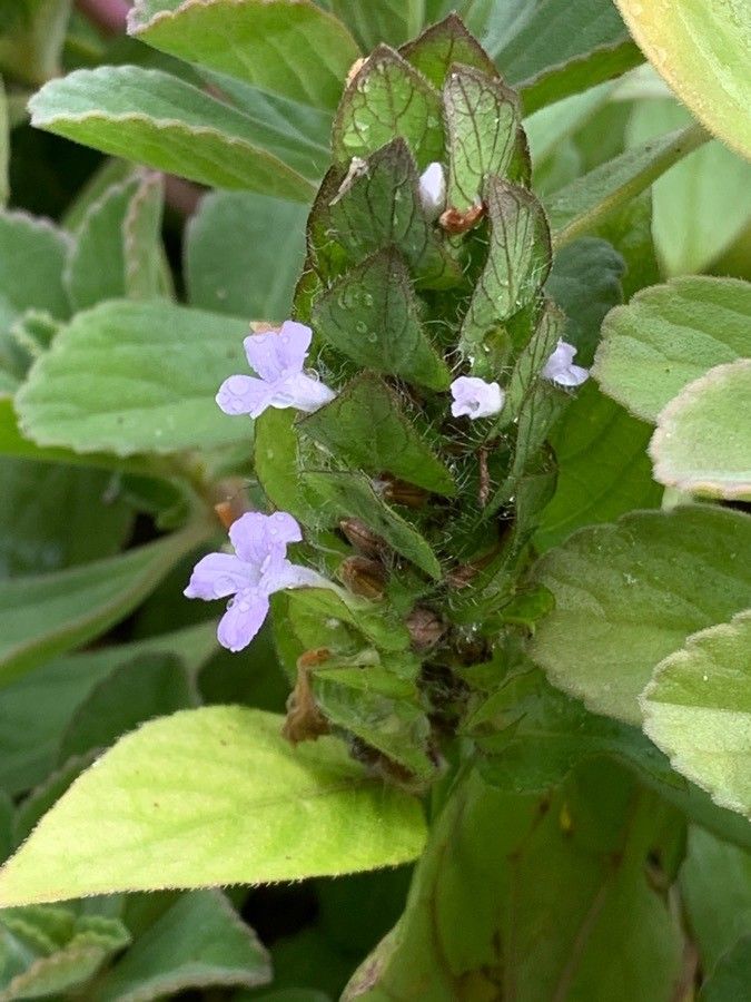 Blechum pyramidatum flower
