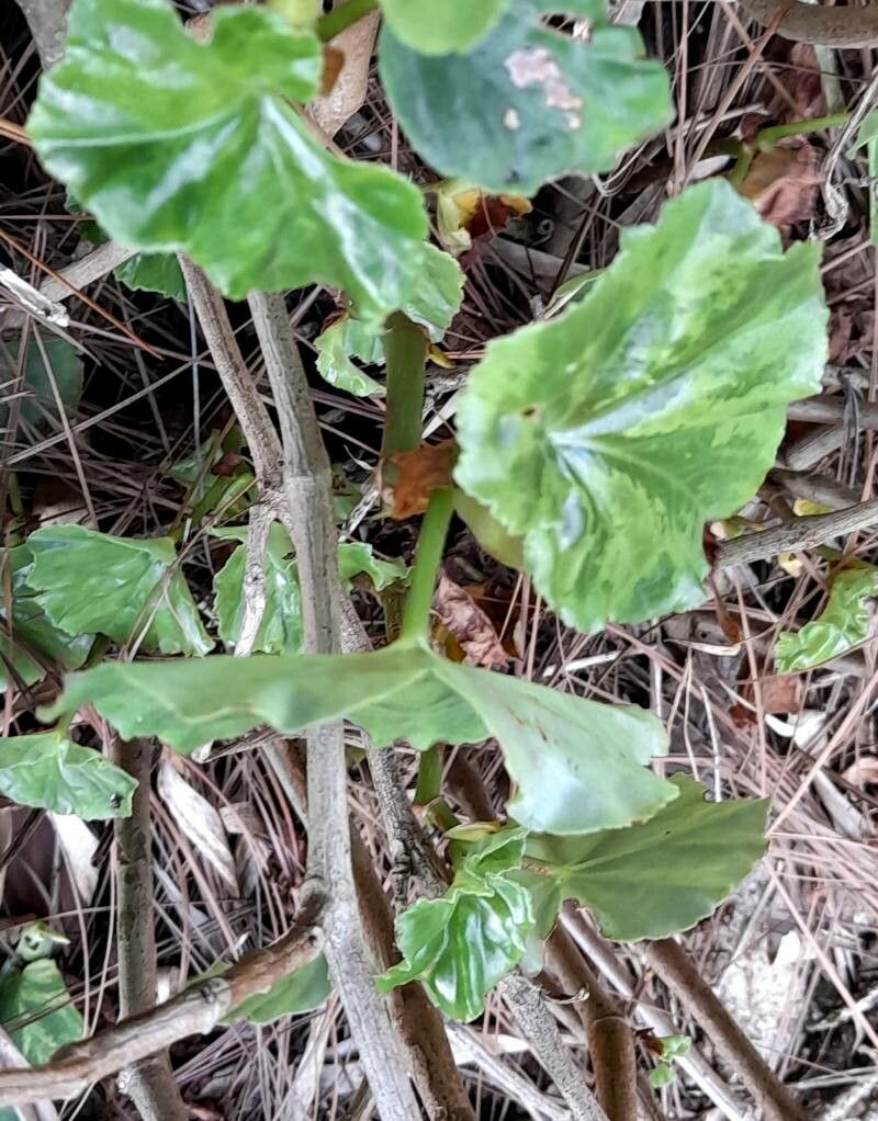 Begonia obliqua leaf