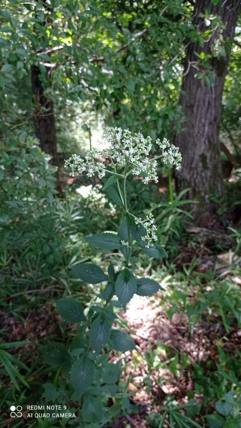 Patrinia villosa habit