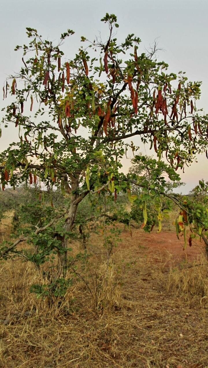 Piliostigma reticulatum fruit