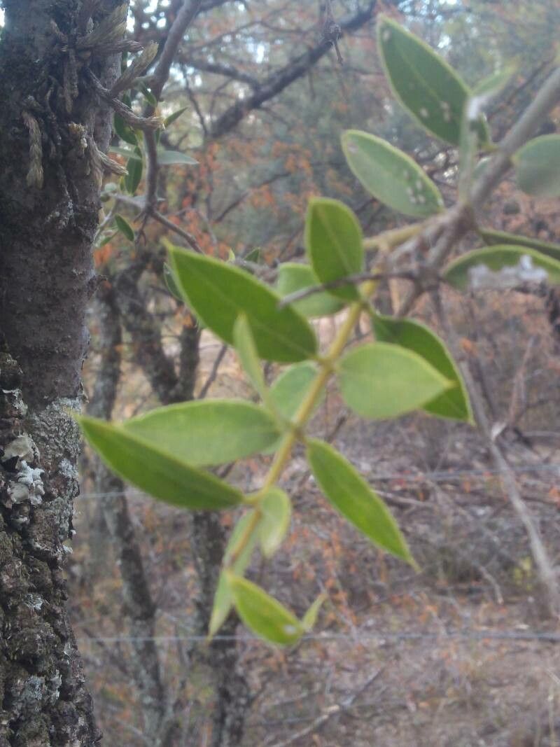 Aspidosperma quebracho-blanco leaf