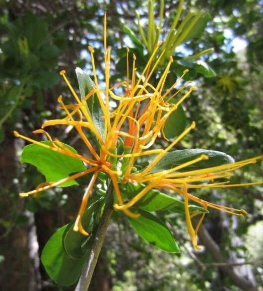 Psittacanthus cinctus flower