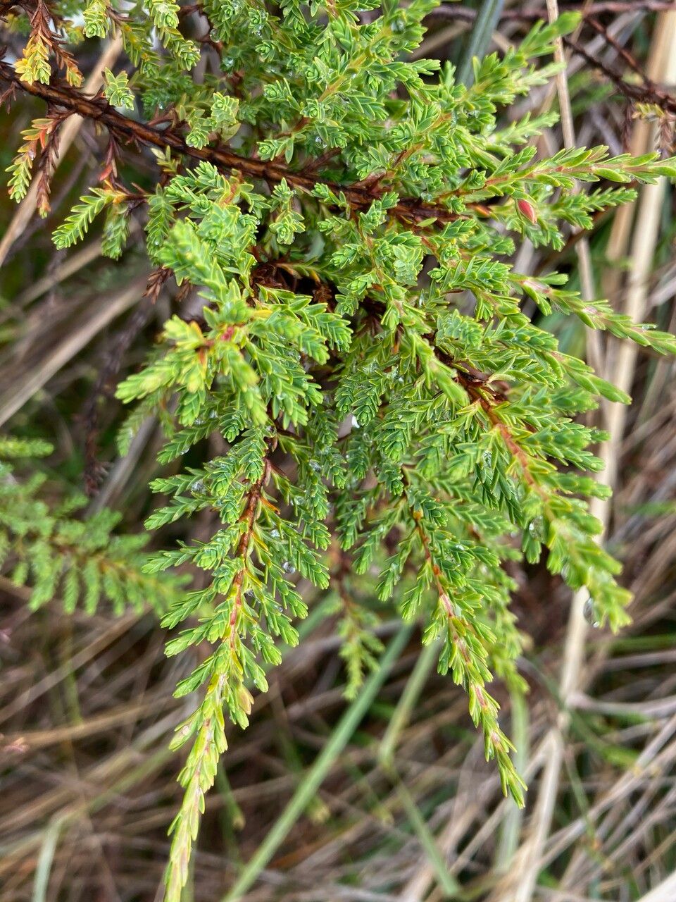 Hypericum laricifolium — search result for 'Hypericum'
