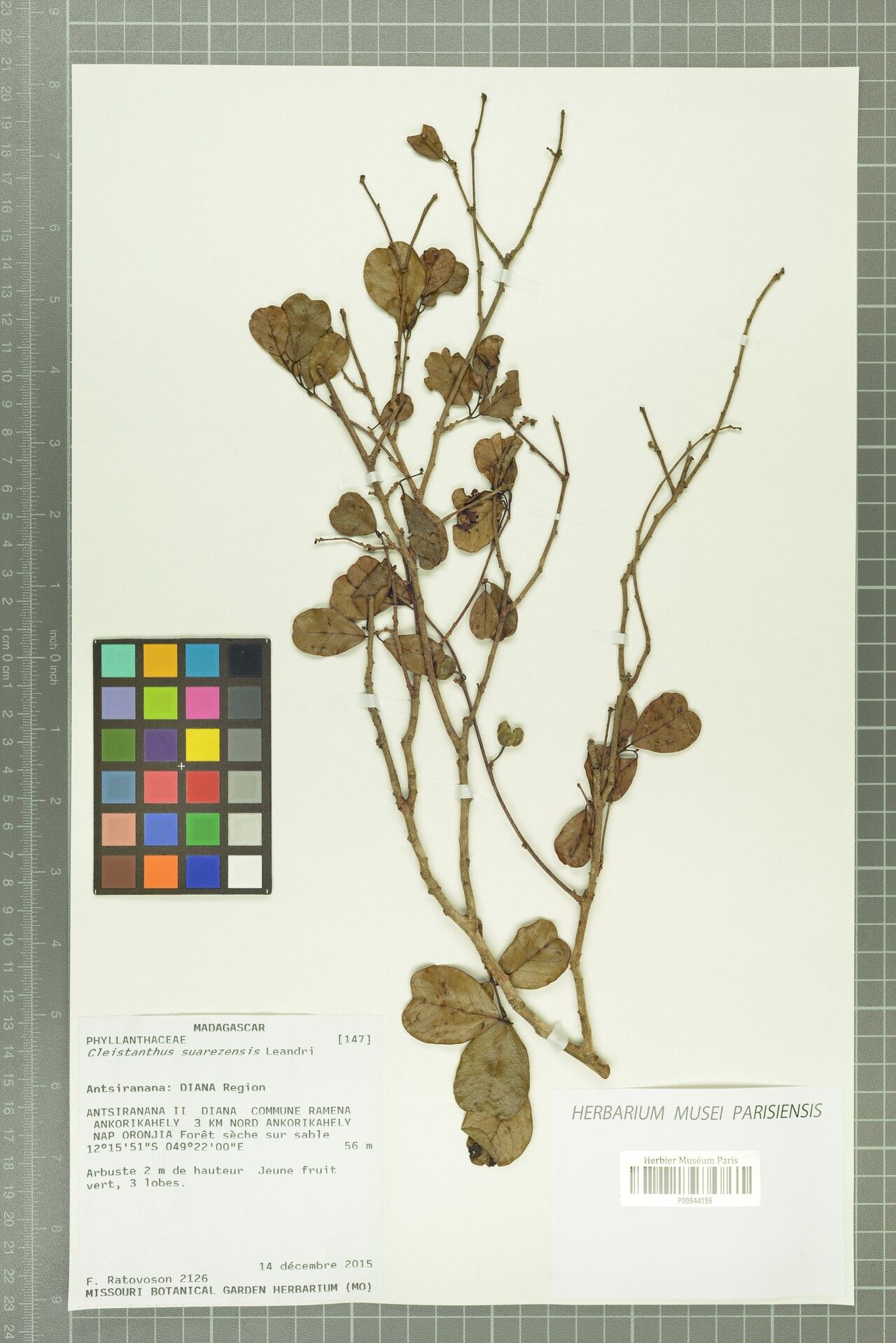 Cleistanthus suarezensis — houseplant care guide