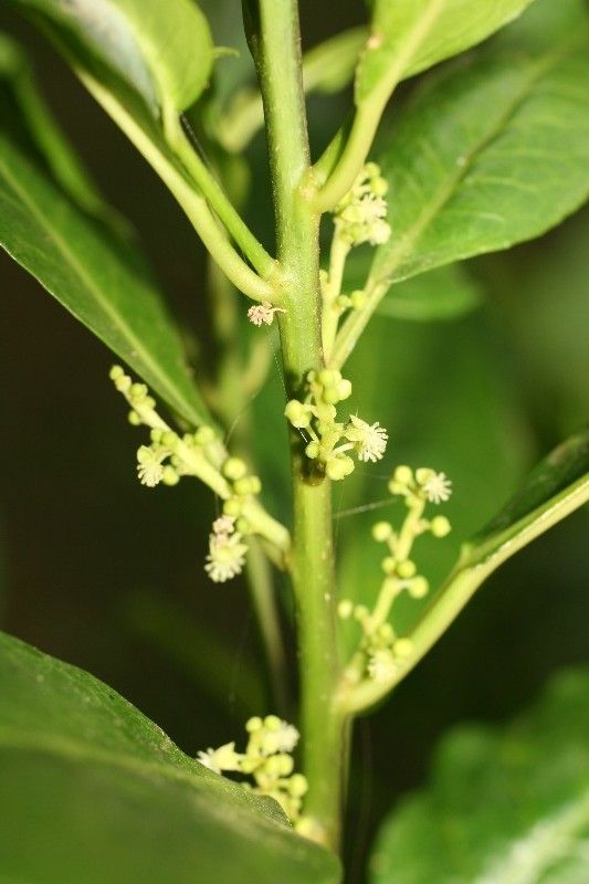 Claoxylon parviflorum flower