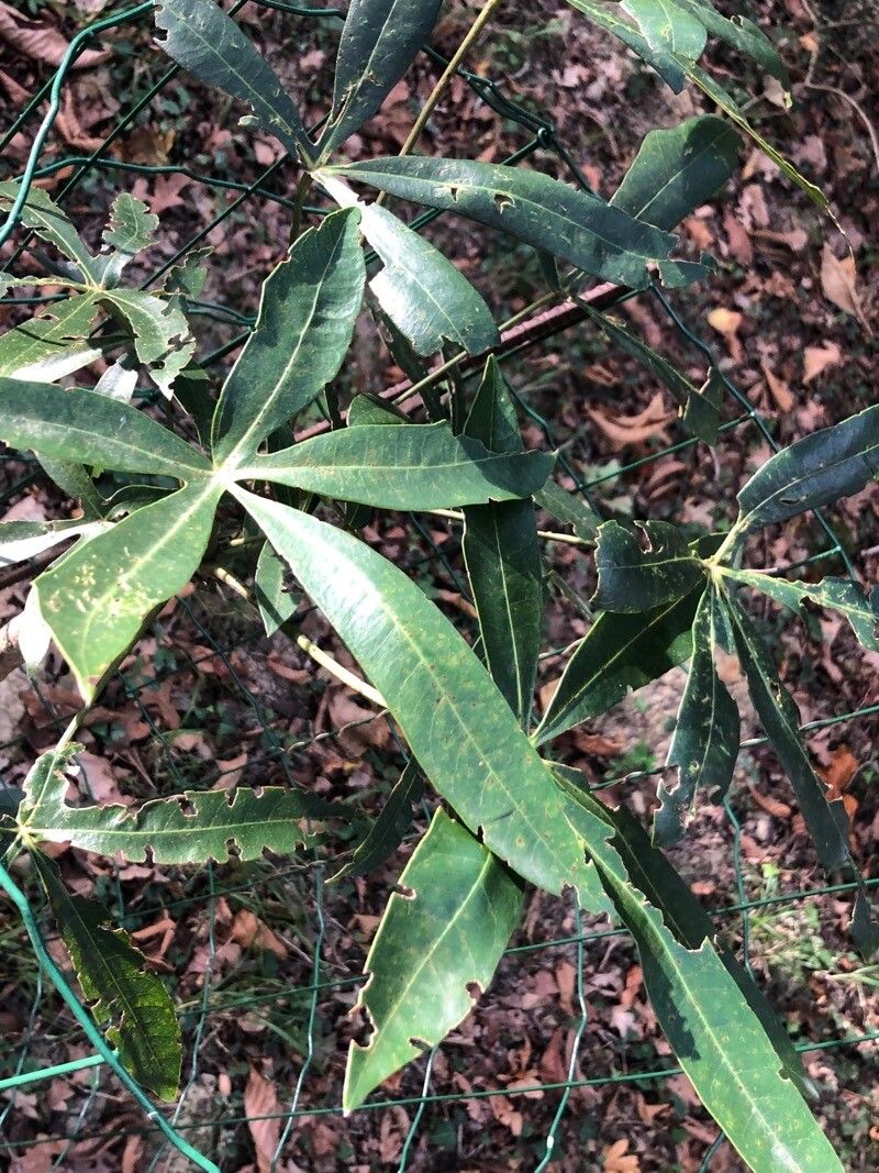 Oreopanax epremesnilianus — houseplant care guide