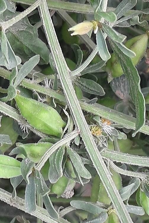 Reseda phyteuma fruit