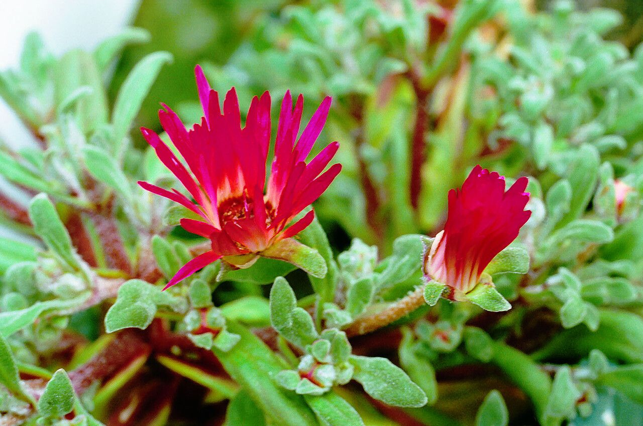 Drosanthemum speciosum flower