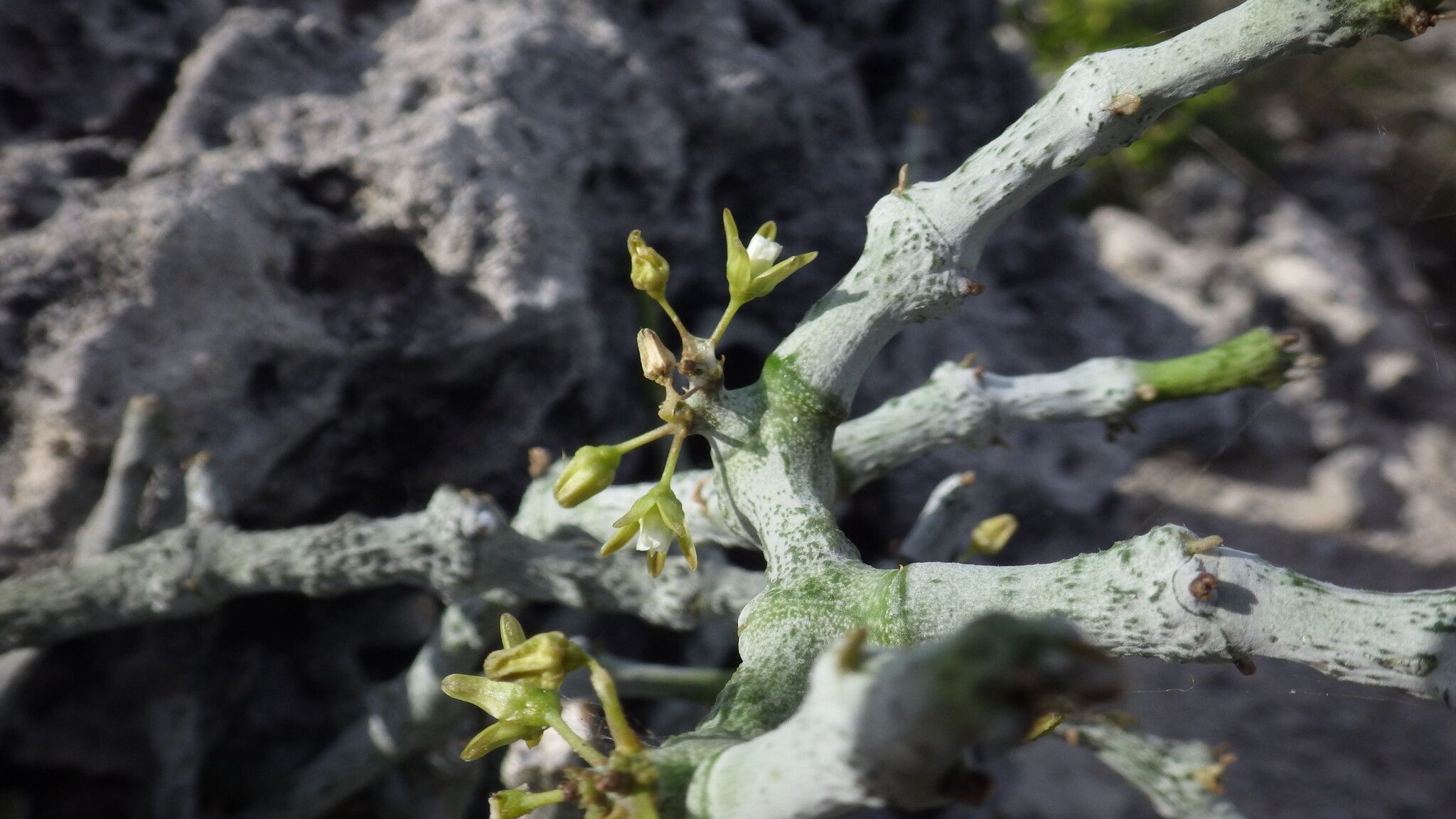Cynanchum hardyi flower