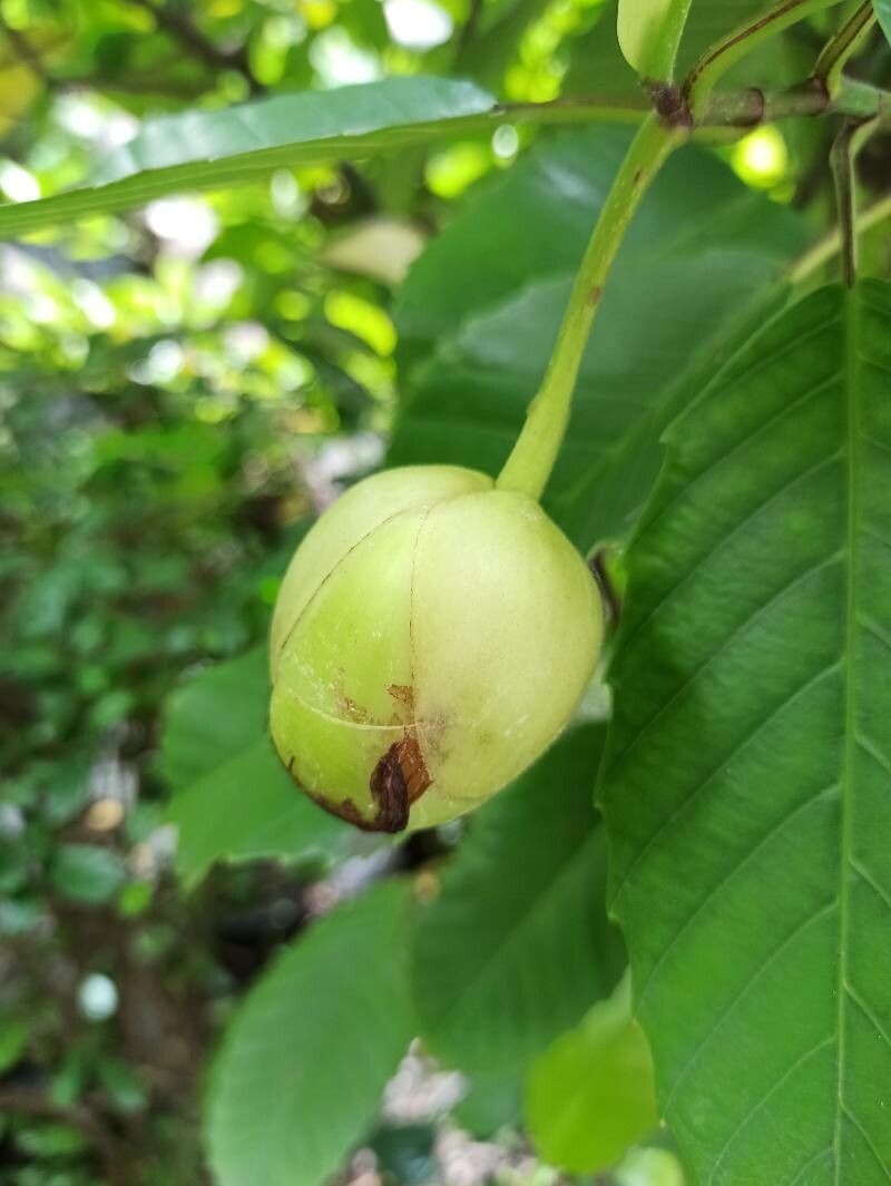 Dillenia philippinensis fruit