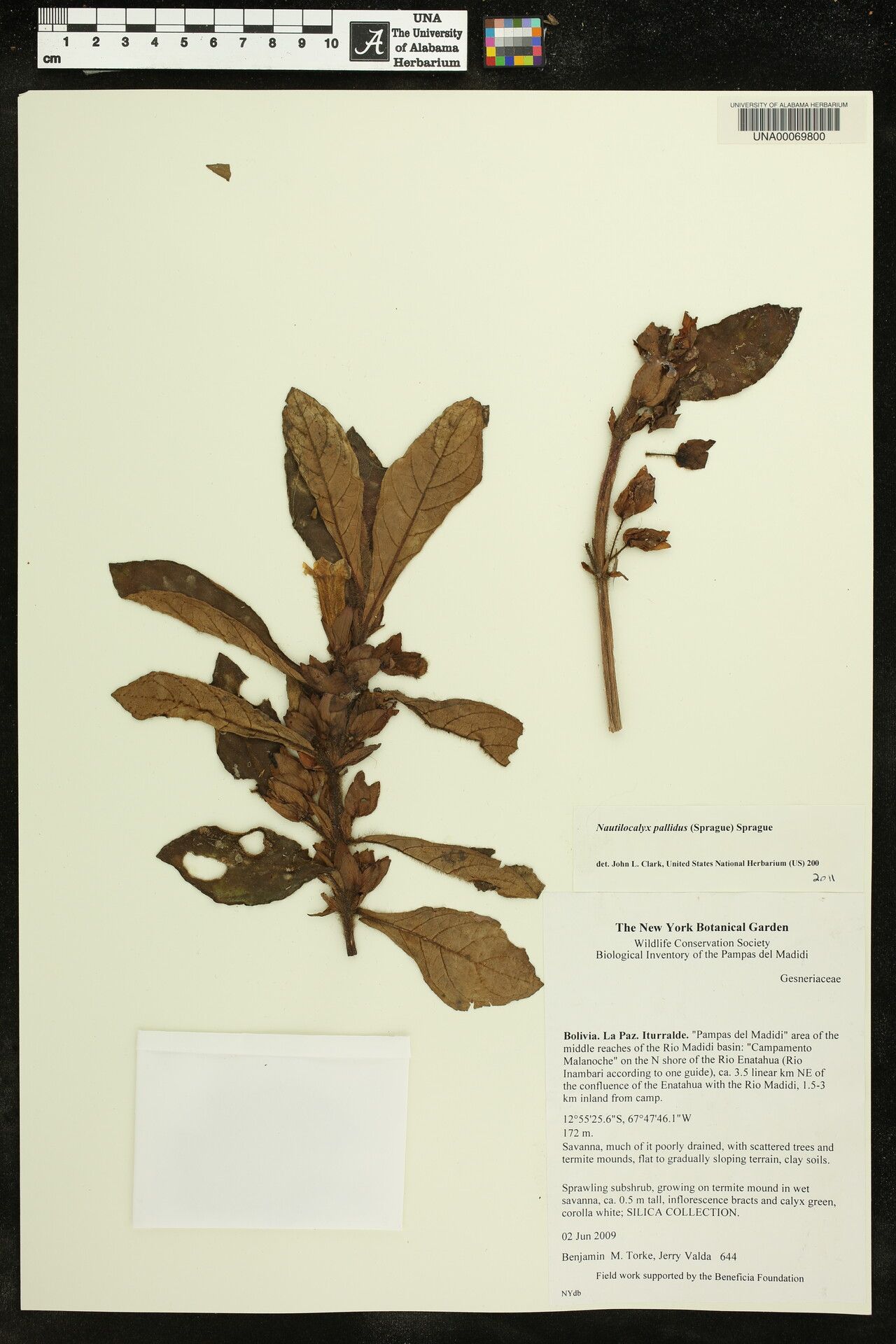 Nautilocalyx pallidus — search result for 'Nautilocalyx'