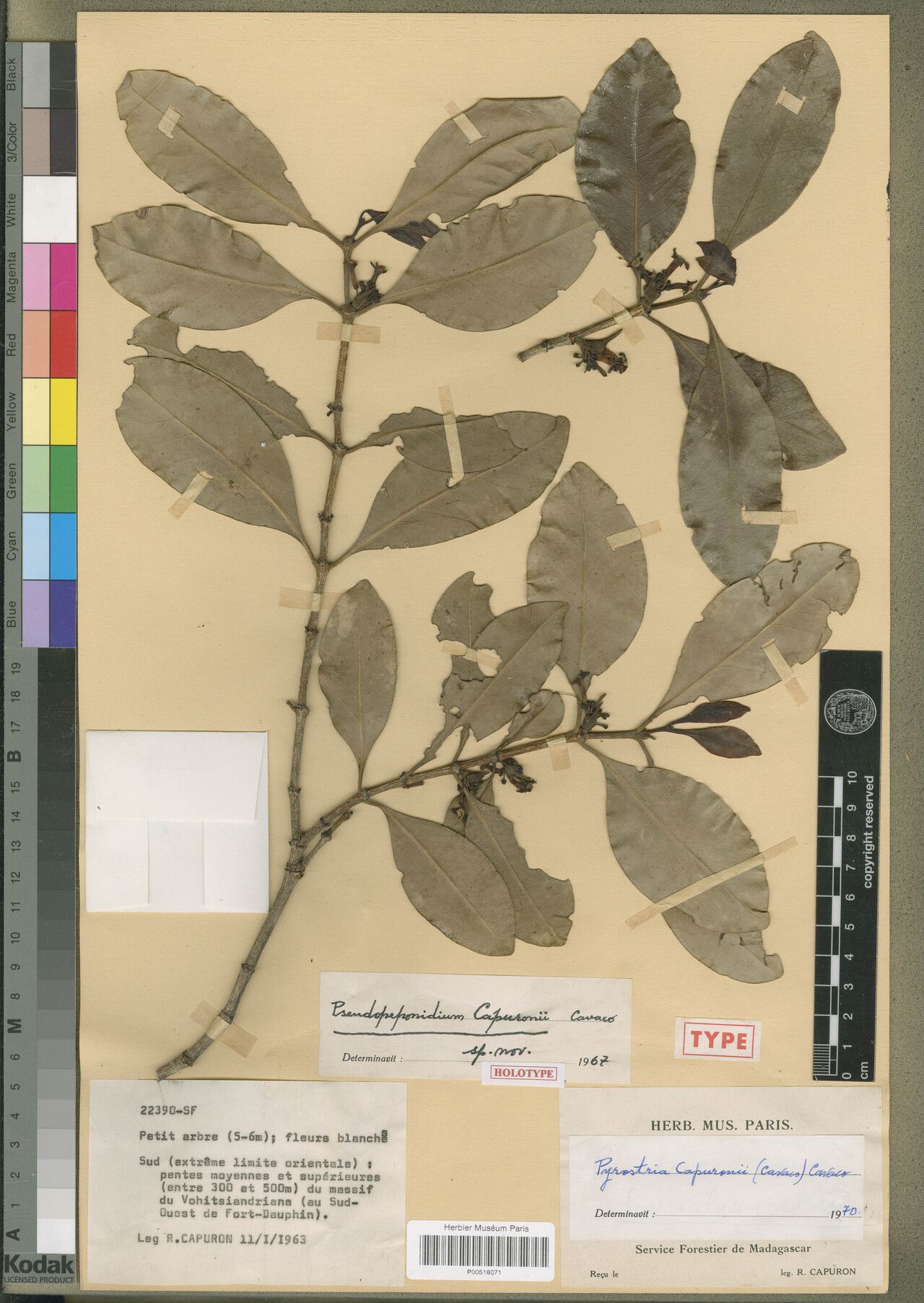 Pyrostria capuronii — houseplant care guide