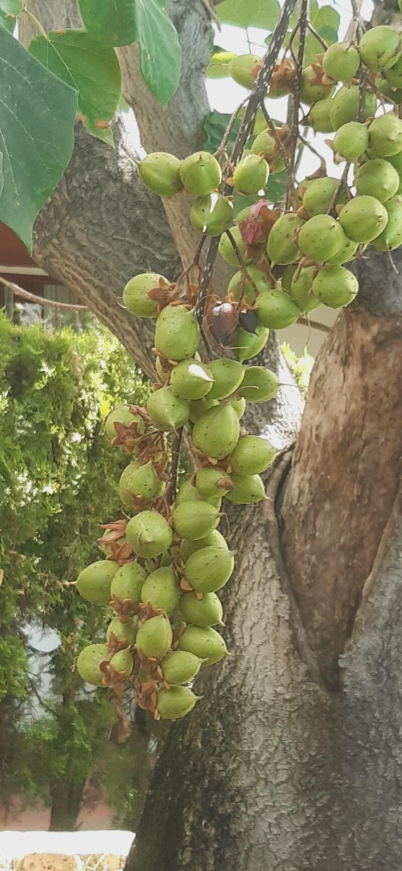 Barringtonia neocaledonica fruit