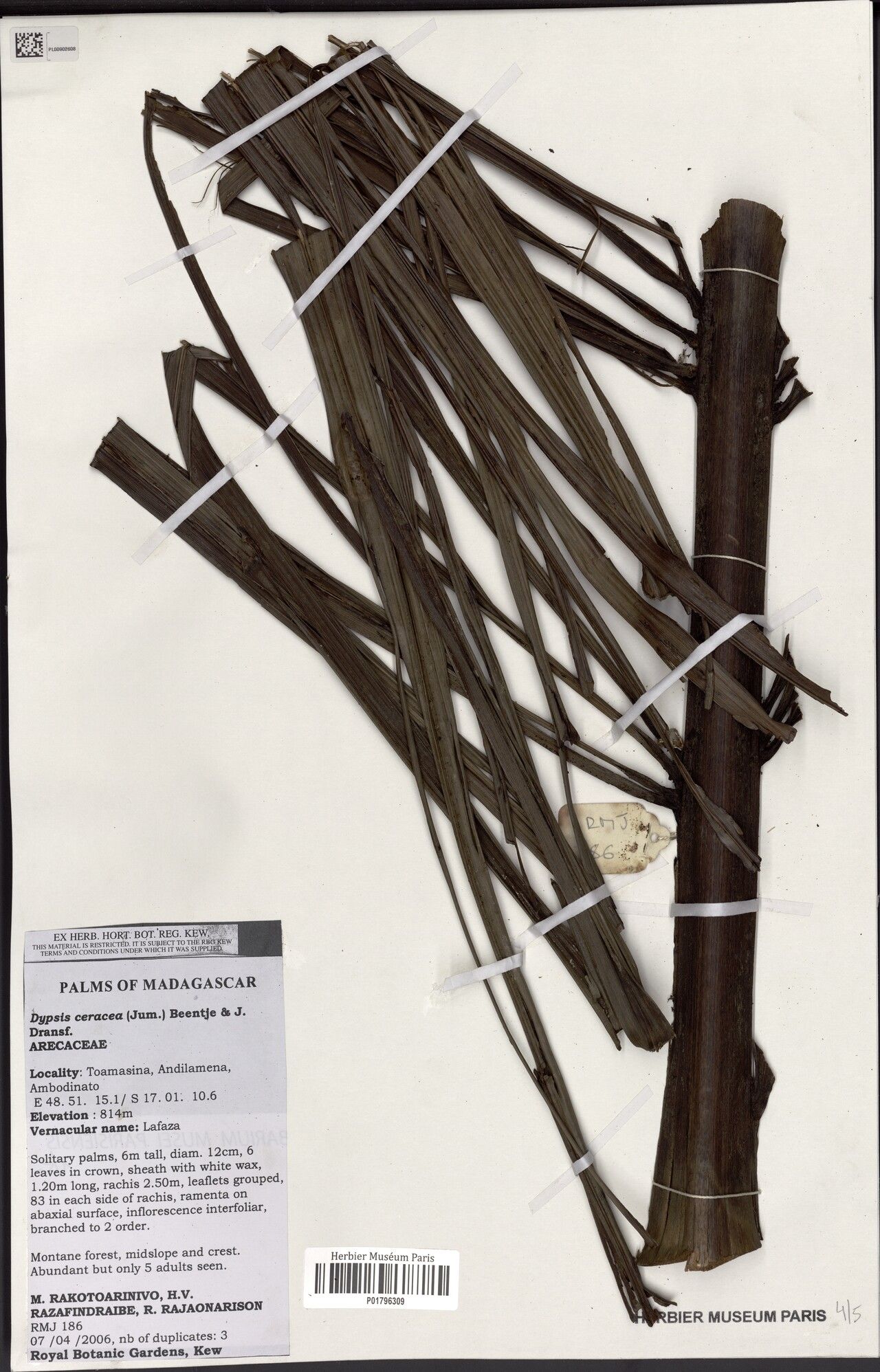 Dypsis ceracea — houseplant care guide