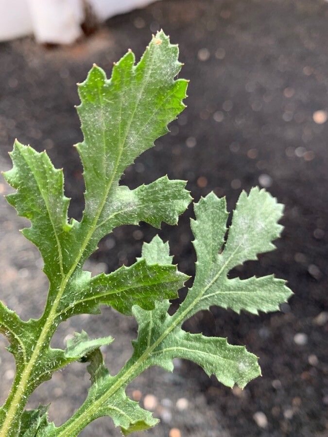 Volutaria tubuliflora — search result for 'The Middle East'