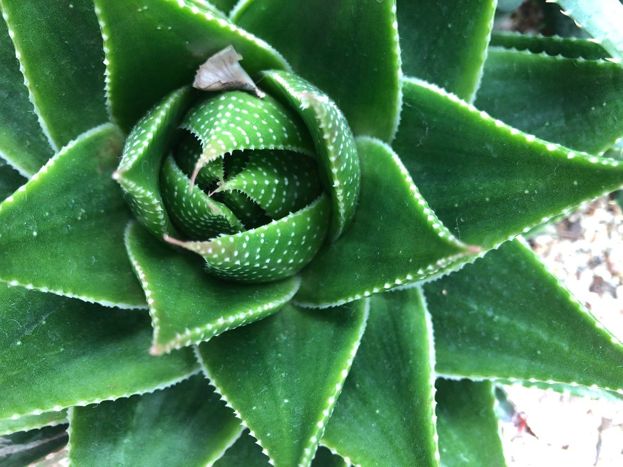Aristaloe aristata cv. 'Cosmo' fruit