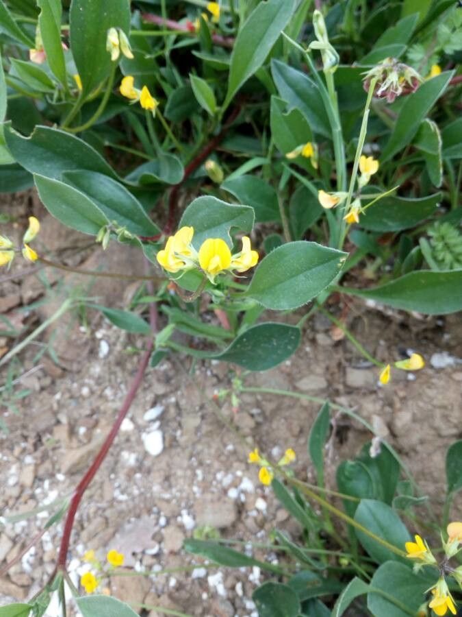 Scorpiurus sulcatus — search result for 'Syria'