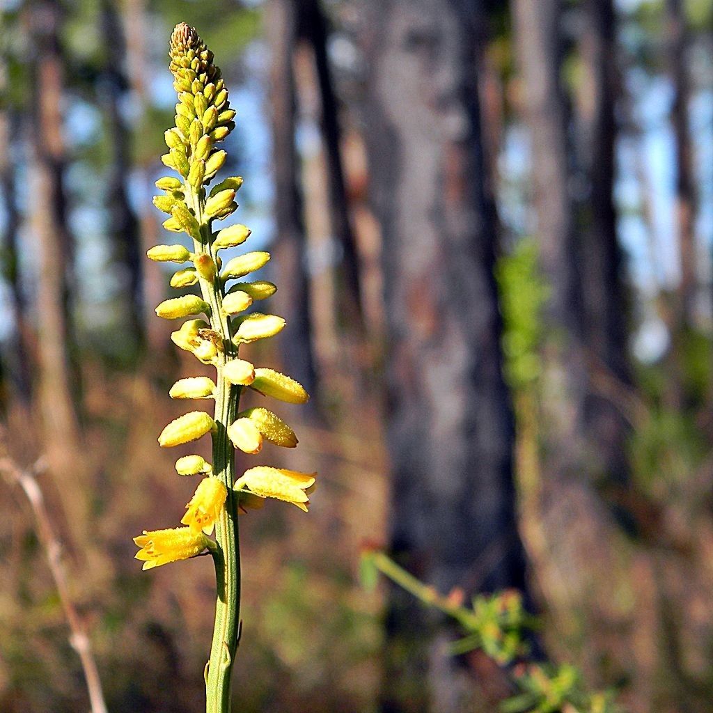 Aletris lutea flower