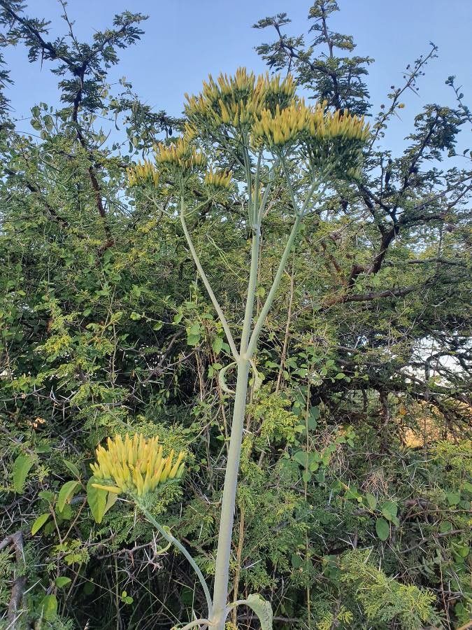 Kalanchoe prittwitzii flower
