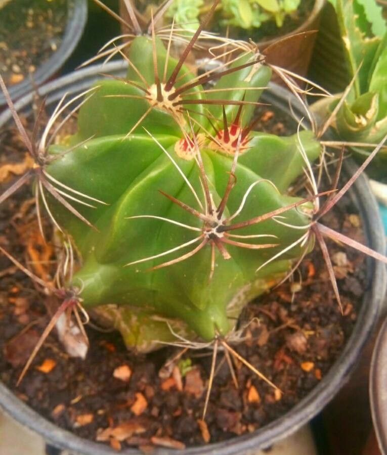 Ferocactus haematacanthus flower