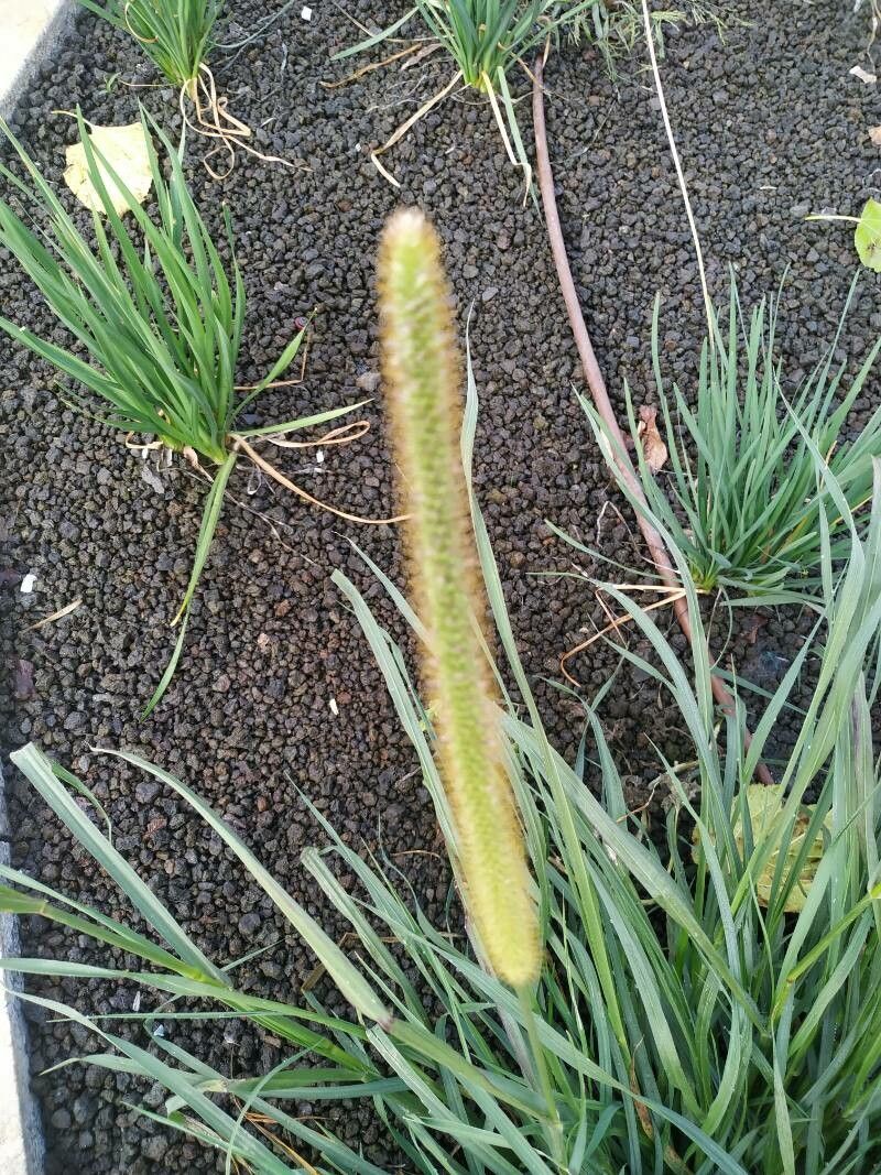 Setaria sphacelata fruit