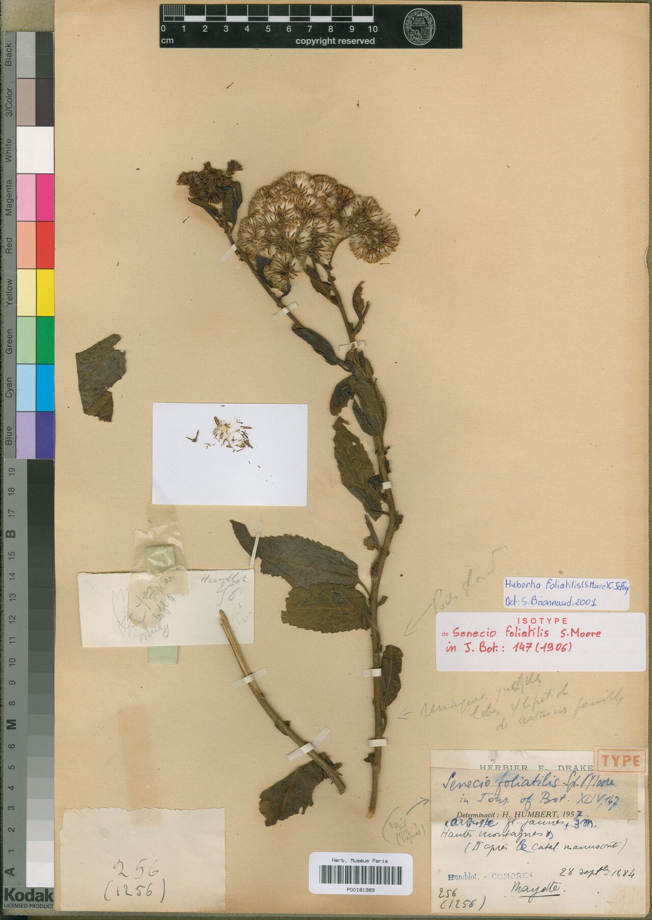 Hubertia foliatilis — related species from the same genus