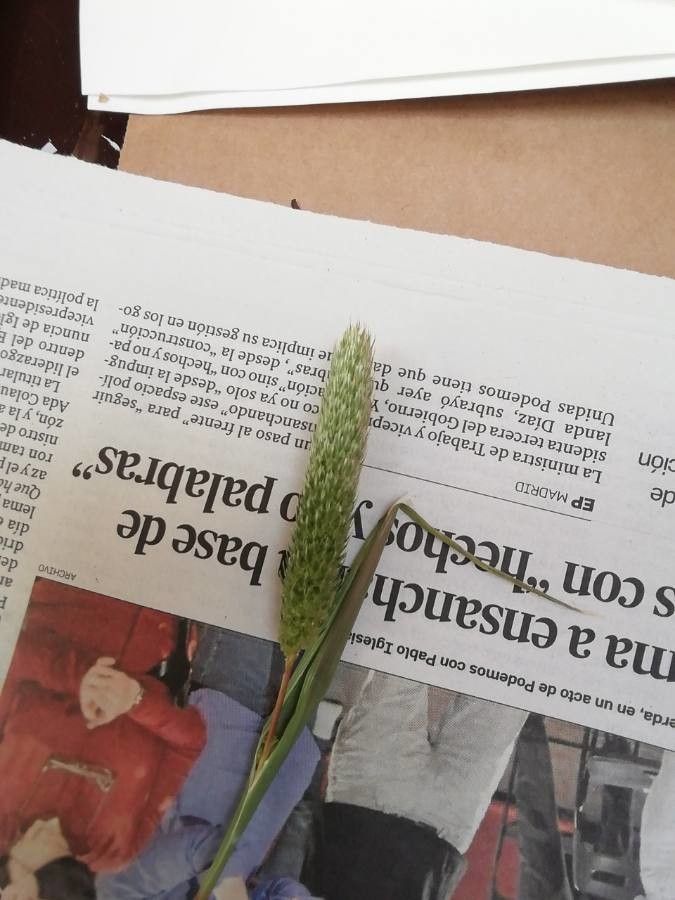 Phalaris paradoxa fruit