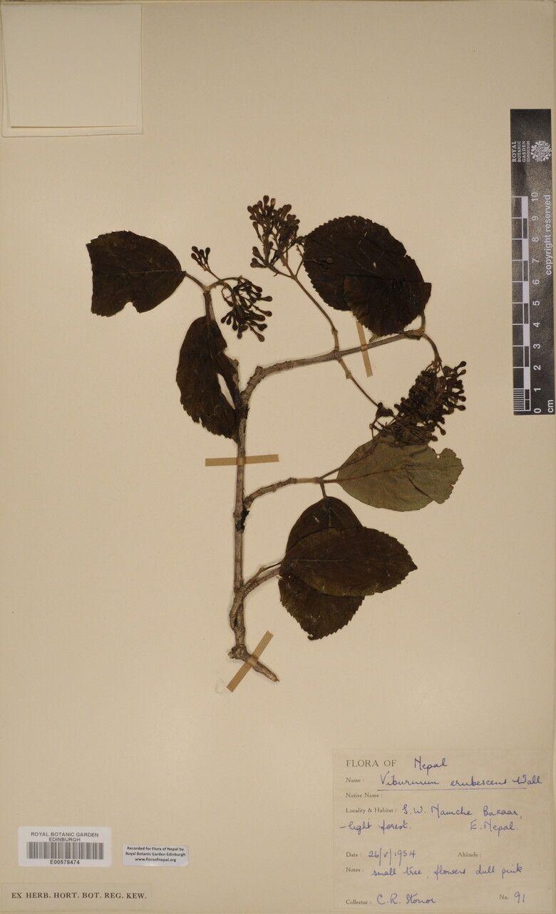 Viburnum erubescens other