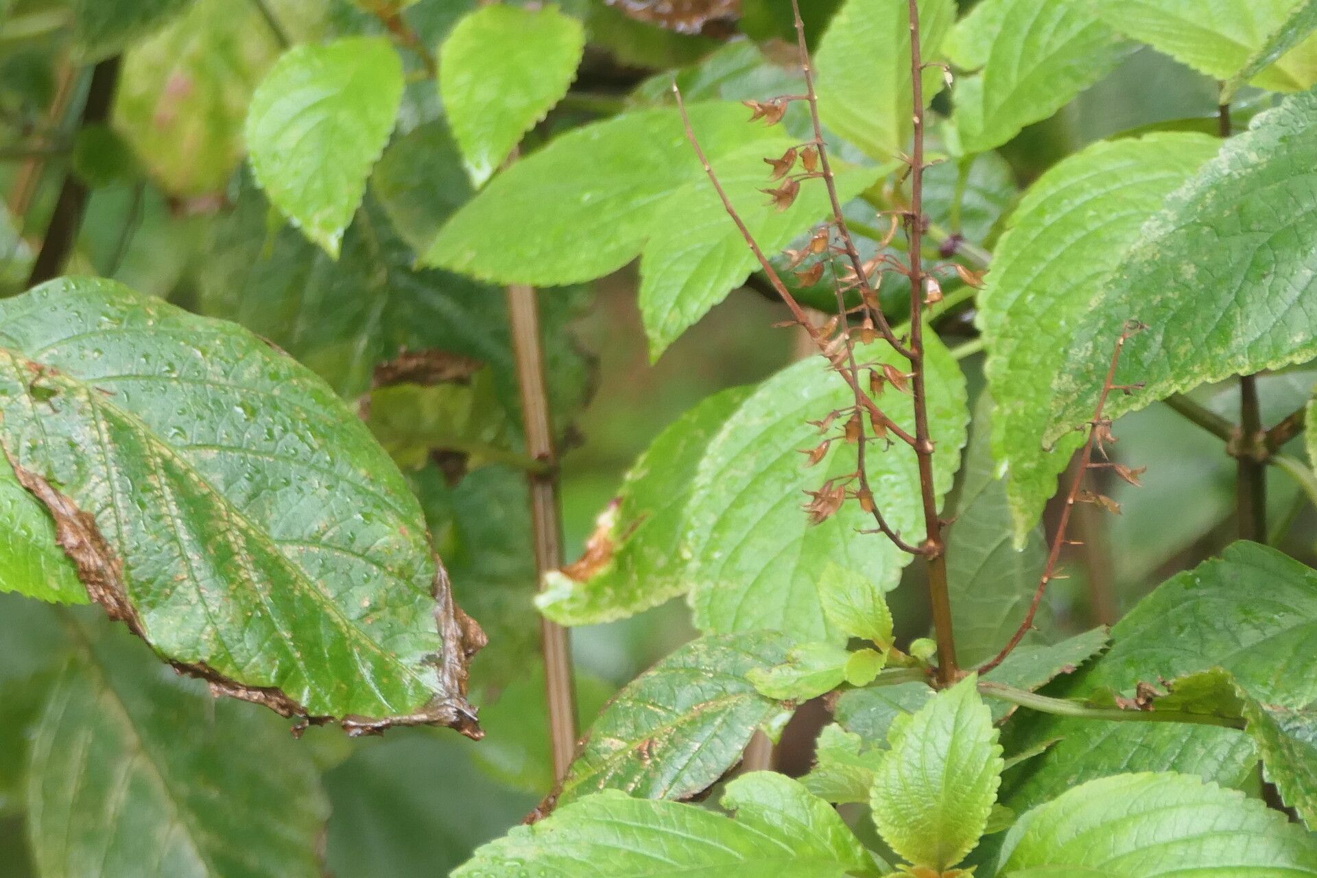 Plectranthus ecklonii bark