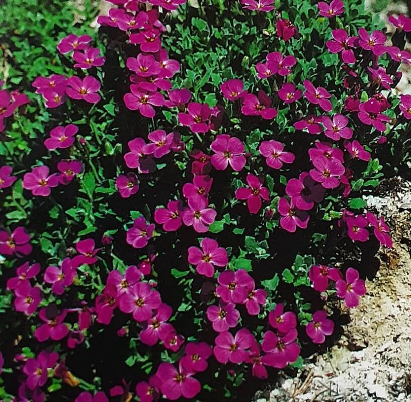 Aubrieta × cultorum habit