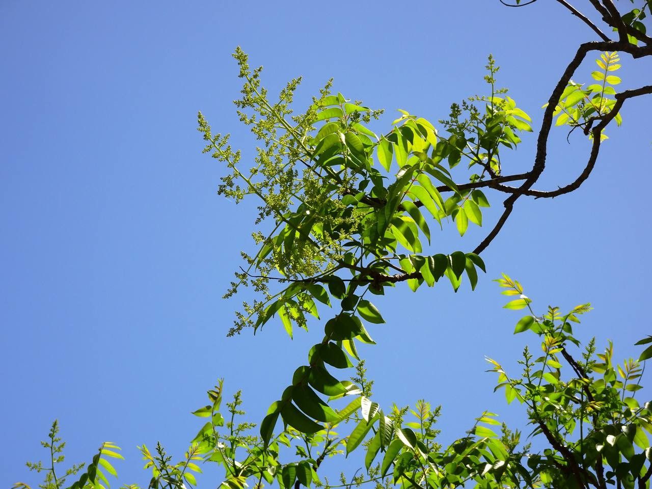 Spondias mombin flower