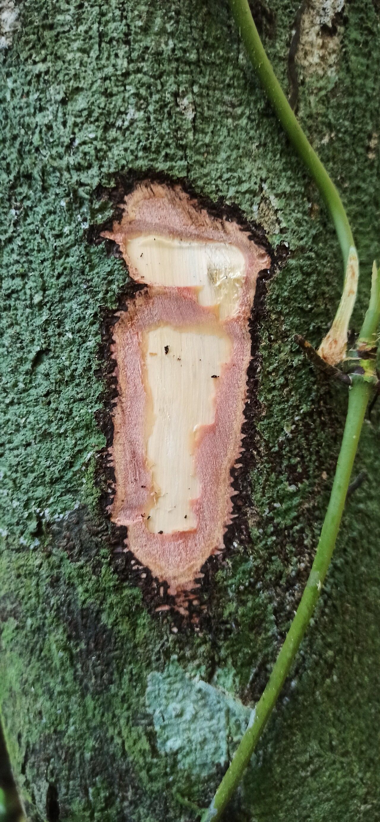 Diospyros ferrea bark