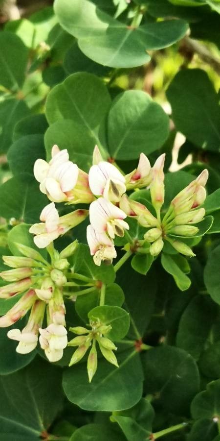 Dorycnium eriophthalmum flower