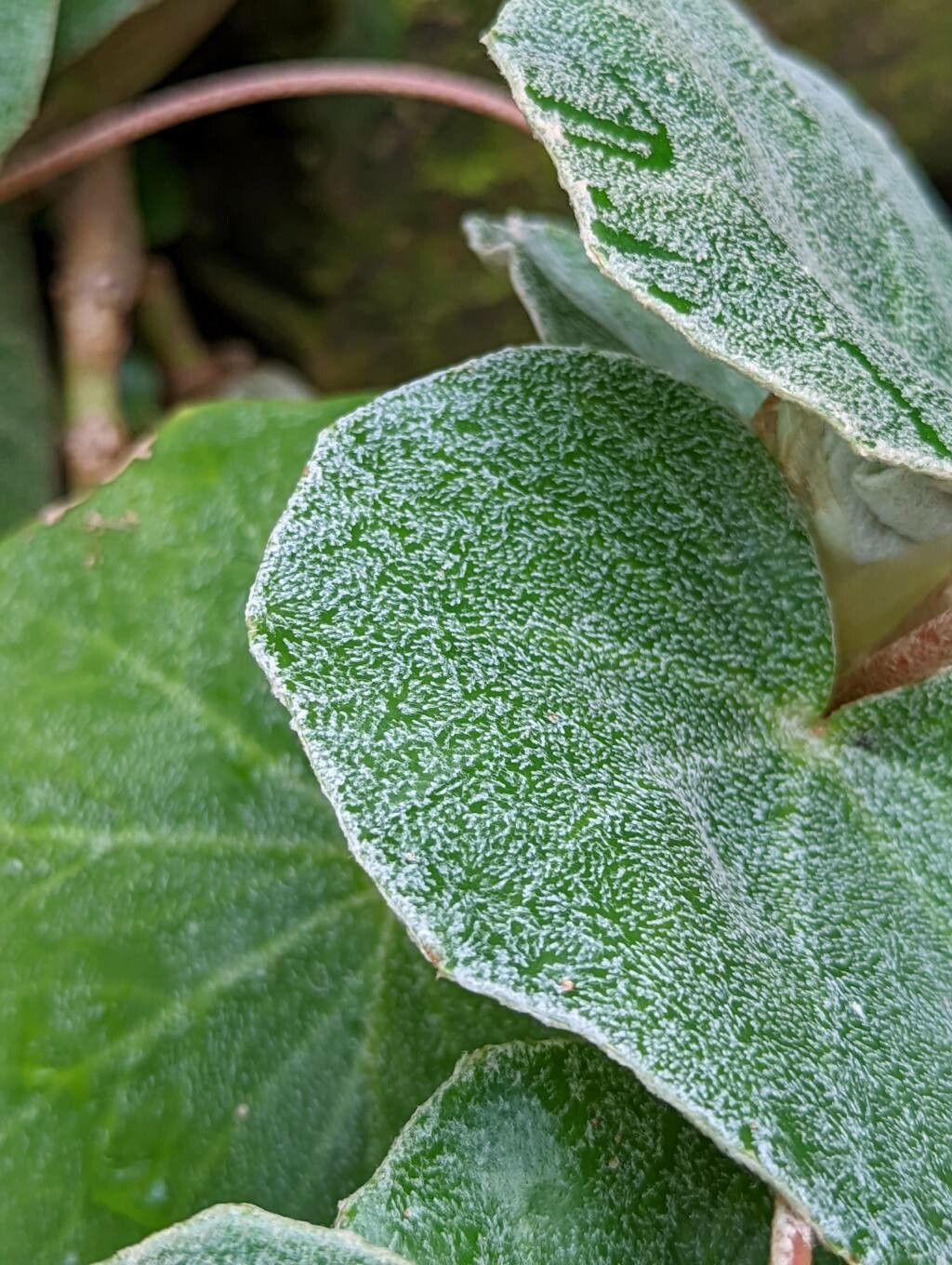 Begonia venosa — houseplant care guide