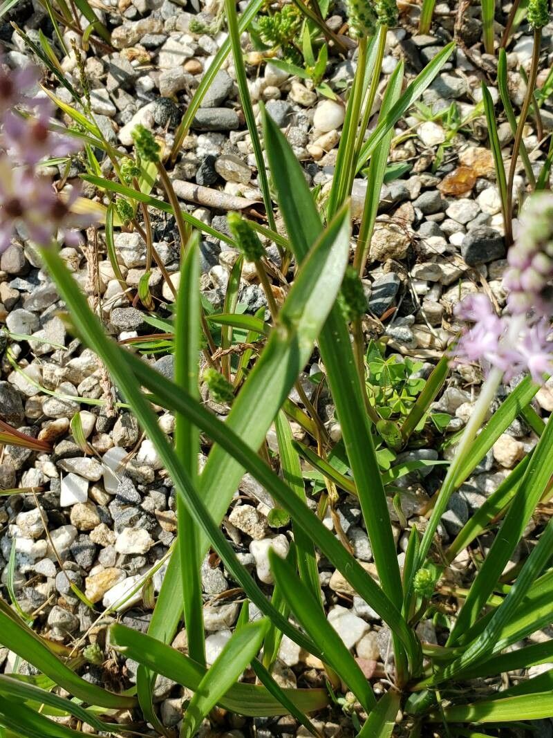 Barnardia japonica — search result for 'Russia'