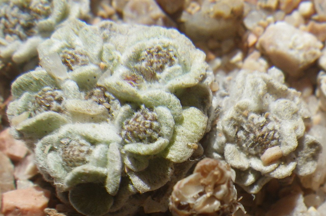 Filago tyrrhenica habit