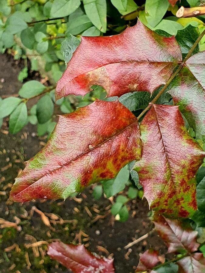 Mahonia aquifolium