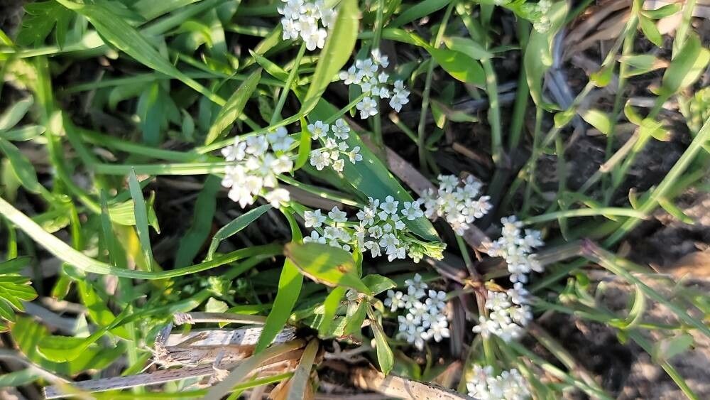 Limnosciadium pinnatum flower