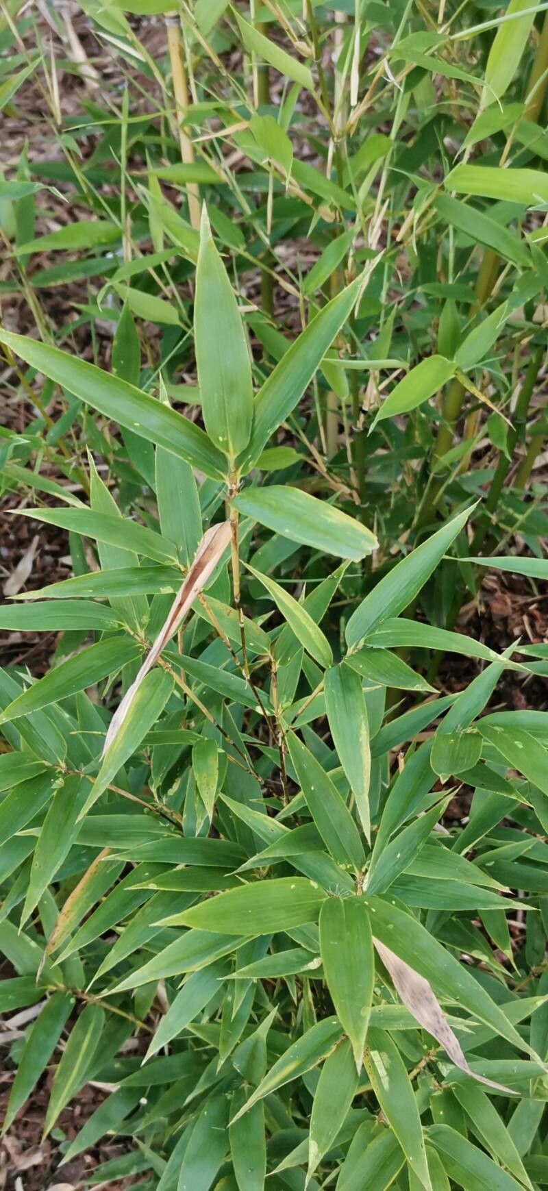 Phyllostachys glauca — search result for 'Phyllostachys'