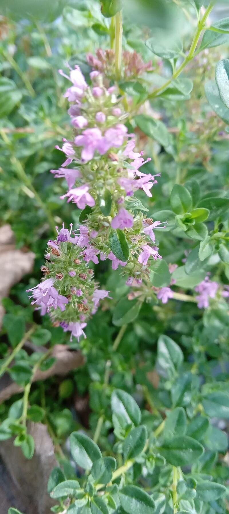 Thymus gobicus flower