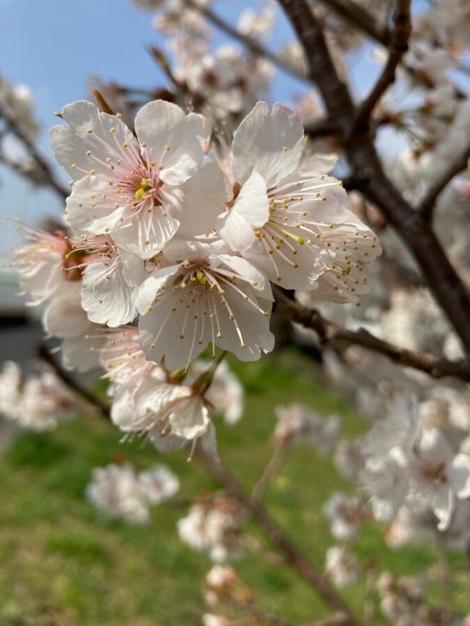 Prunus pseudocerasus flower