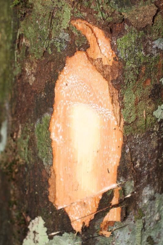 Pouteria singularis other