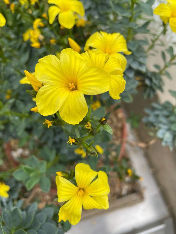 Linum doerfleri flower
