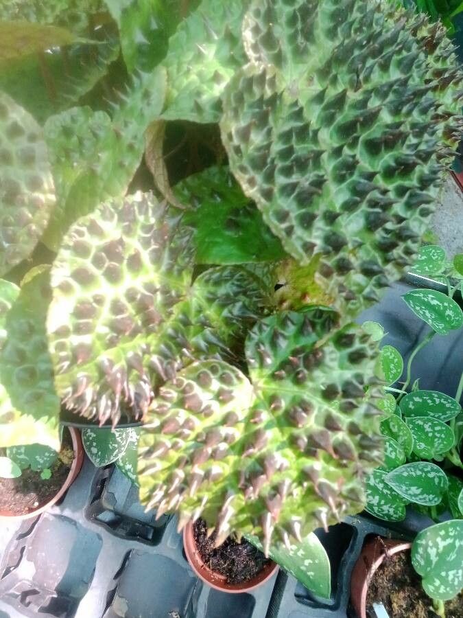 Begonia gehrtii leaf