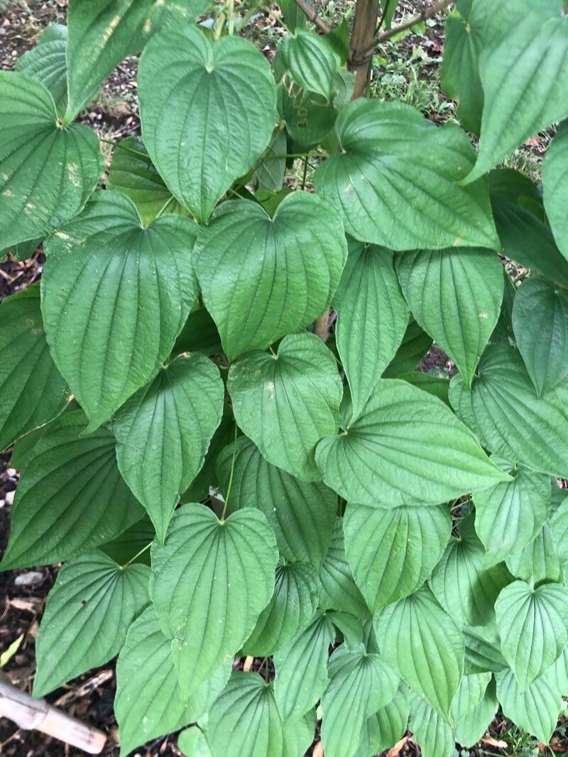 Dioscorea caucasica — houseplant care guide