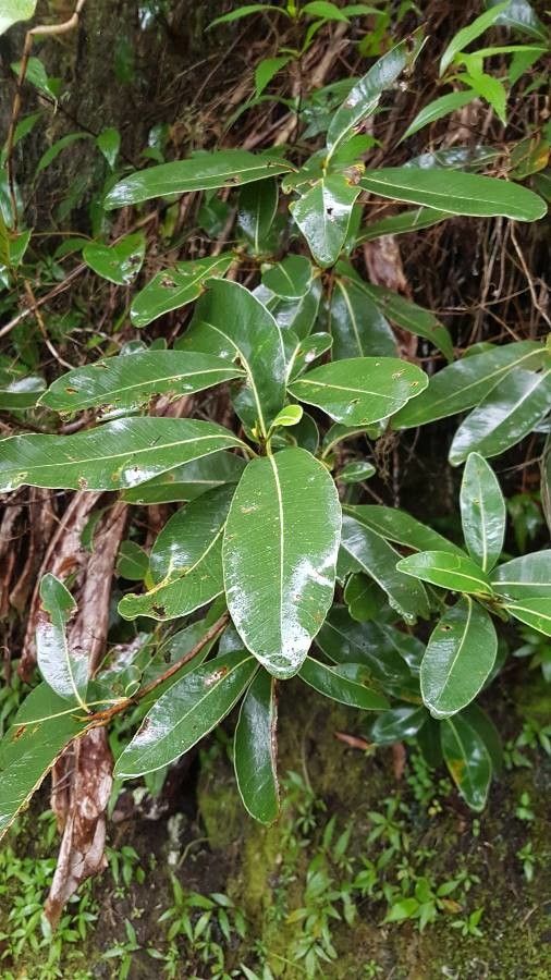 Sideroxylon borbonicum leaf